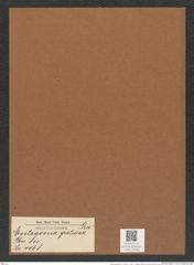 Entogonia gratiosa Grev. (de-Toni-Nr.: Genus 141, Species 4068) Zeichnungen Sammlung Grunow Mappe 04083 (Herbarium_W_Grunow_drawings_Folder_04083)